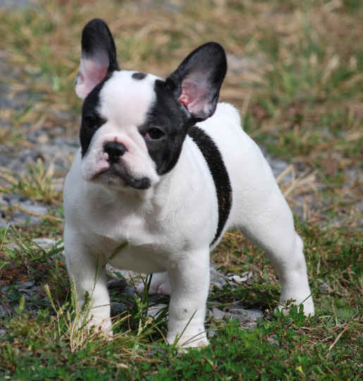11 weeks - Bone, Structure, Attitude!!!!