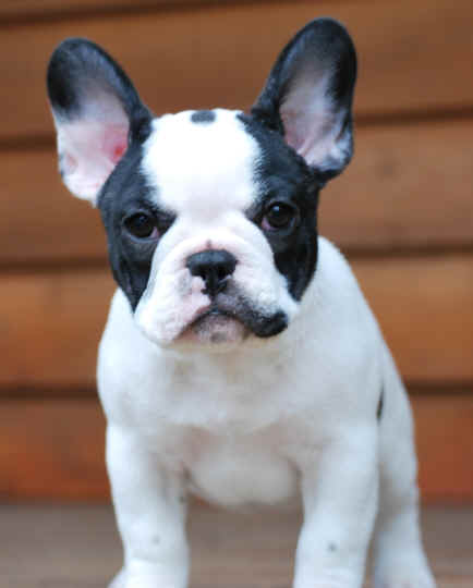 WOW!!! 11 weeks old!