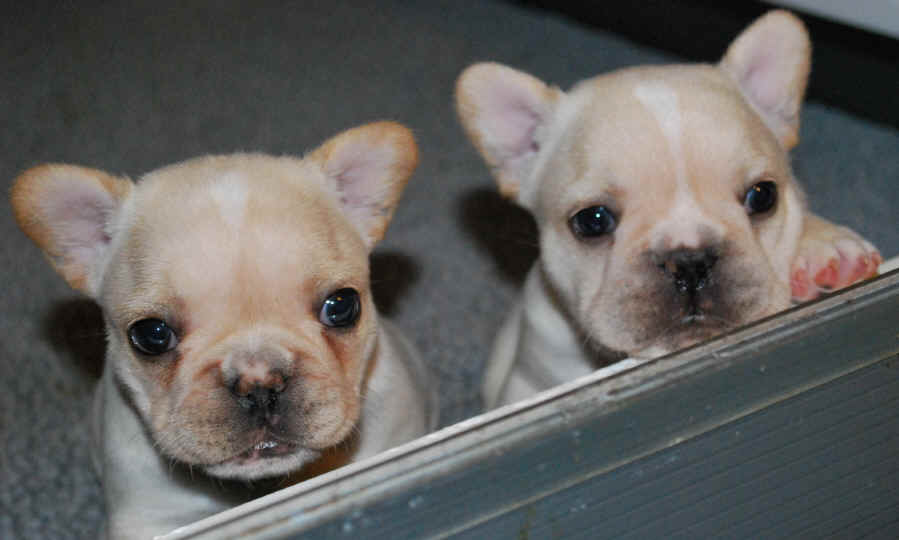 Allyce & Playa at 5 weeks