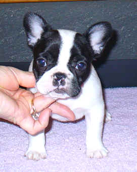 7 weeks old