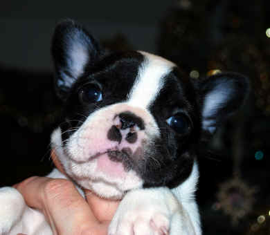 6 weeks old