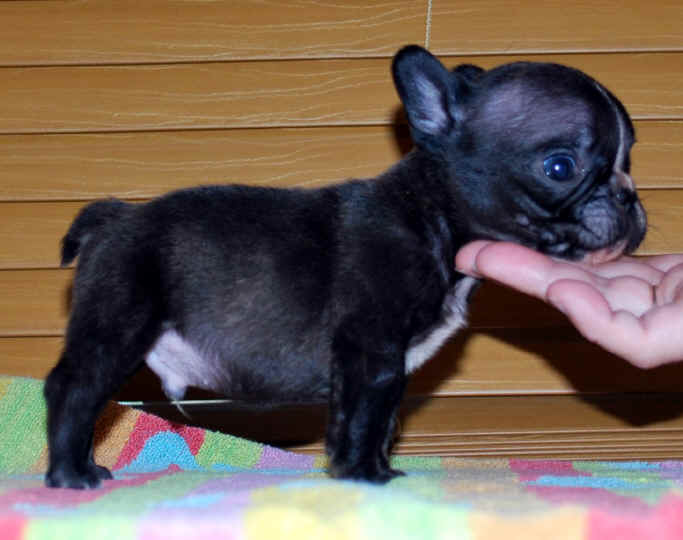 5 weeks