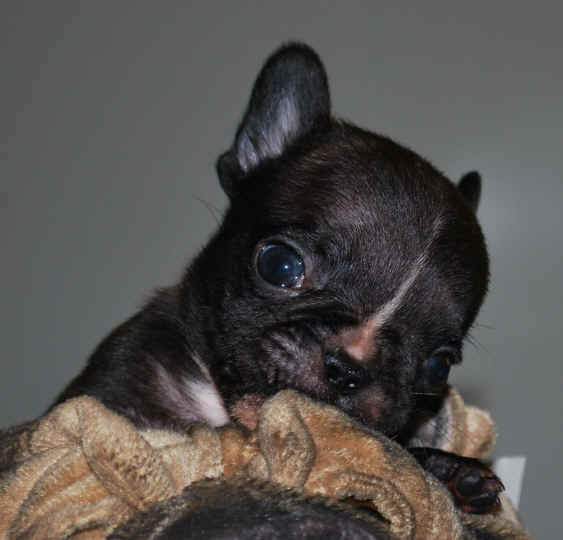 5 weeks