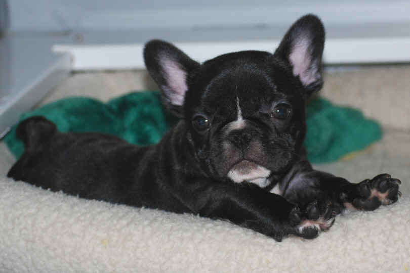 9 weeks old