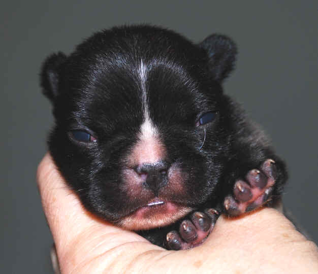 11 days old