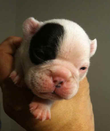 2 wks