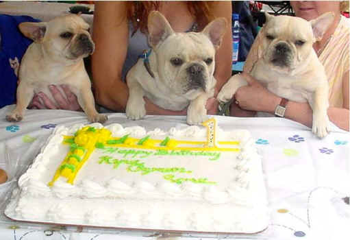 Kyra (Ch), Ozzy(Ch) and Sara (Major Pointed) on their 1st birthday!!!