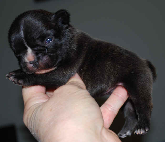 11 days old