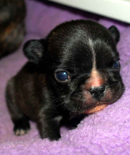 3 wks