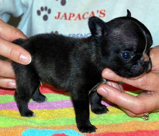 4 weeks