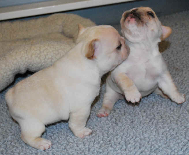 Playa & Allyce - 4 weeks old!