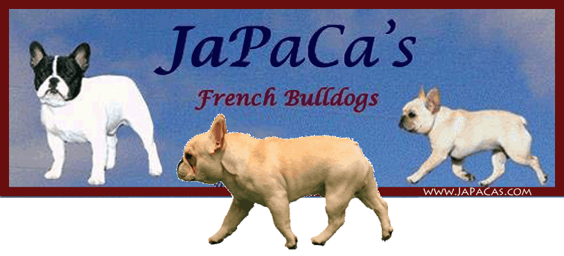 JaPaCa's French Bulldogs | "Love is a French Bulldog"